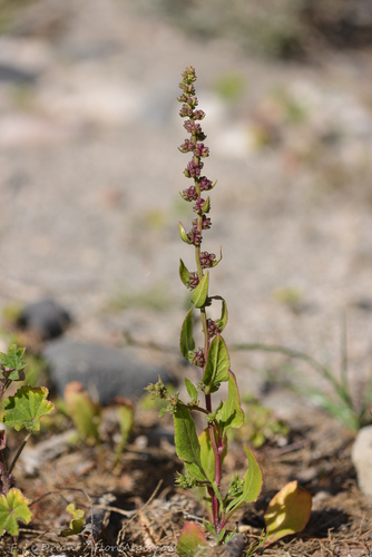 Beta macrocarpa (Wild swiss chard) — photo