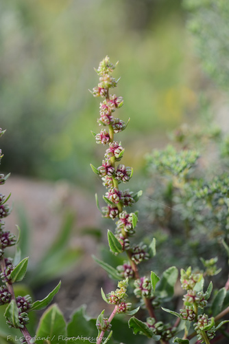 Beta macrocarpa (Wild swiss chard) — photo