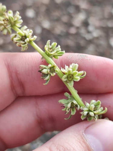 Beta macrorhiza — photo