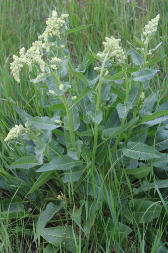 Beta trigyna — photo