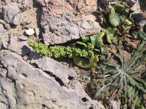 Beta vulgaris var. conditiva (Garden beet) — photo
