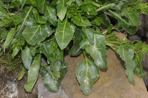 Beta vulgaris var. conditiva (Garden beet) — photo