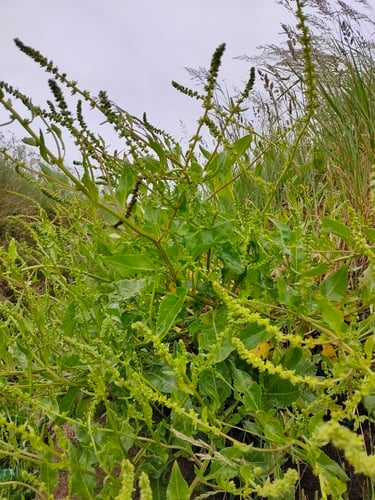 Beta vulgaris var. conditiva