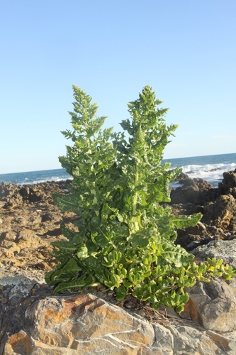 Beta vulgaris var. craca — photo