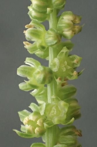 Beta vulgaris var. trojana — photo