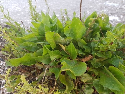 Beta vulgaris var. trojana