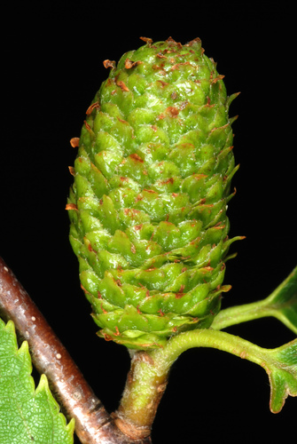 Betula alleghaniensis (Yellow birch) — photo