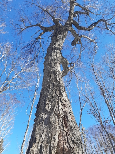 Betula alleghaniensis (Yellow birch) — photo