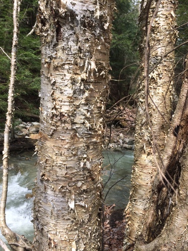 Betula alleghaniensis