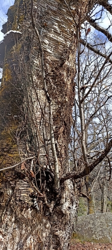 Betula alnoides (Indian birch) — photo