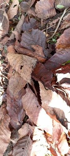 Betula alnoides (Indian birch) — photo