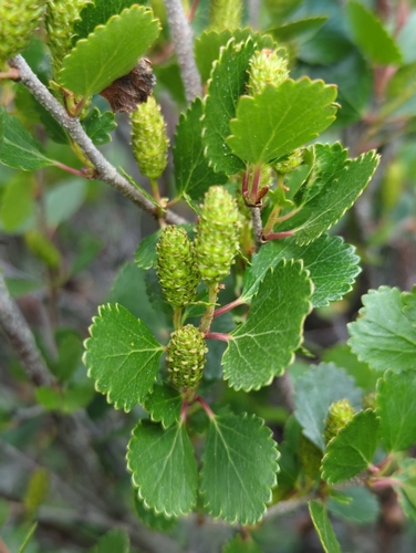 Betula glandulosa (Scrub birch) — photo