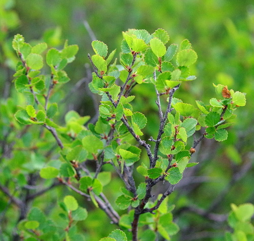 Betula glandulosa (Scrub birch) — photo
