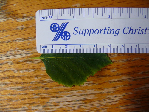 Betula kenaica (Kenai Birch) — photo