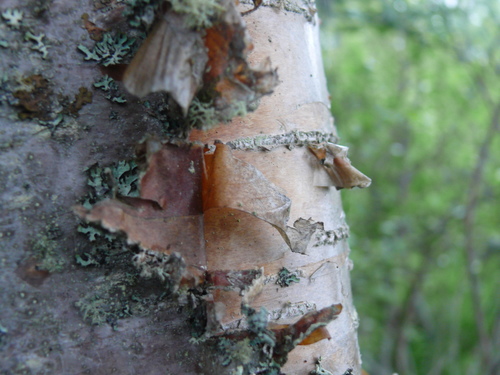 Betula kenaica (Kenai Birch) — photo