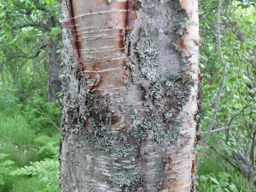 Betula kenaica