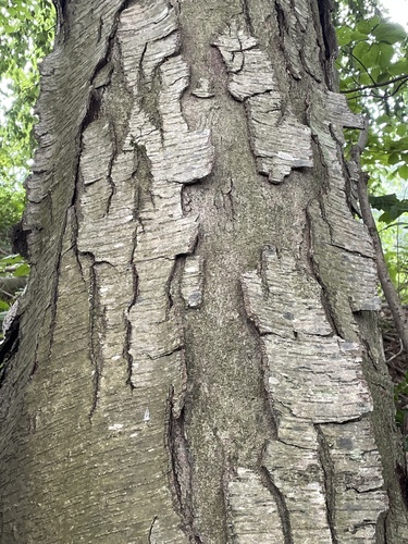 Betula lenta (Sweet birch) — photo
