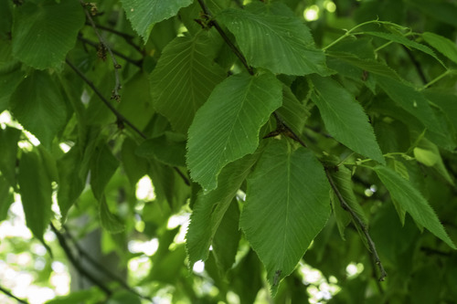 Betula lenta (Sweet birch) — photo