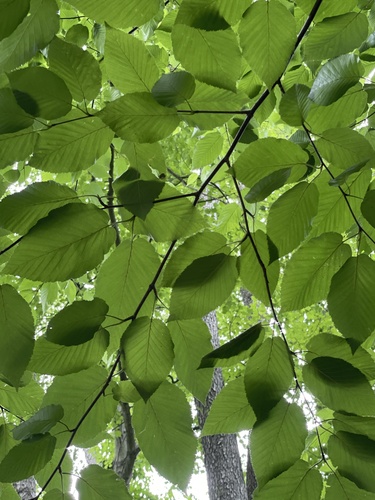Betula lenta