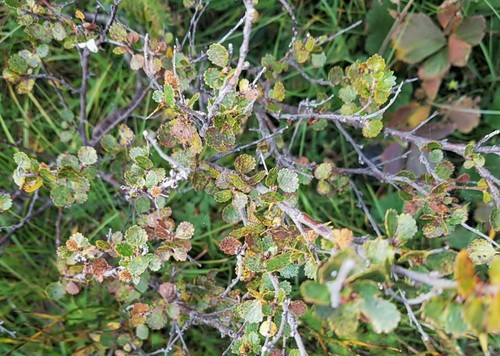 Betula nana (Bog Birch) — photo