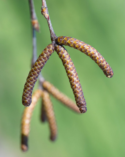 Betula nigra (River Birch) — photo