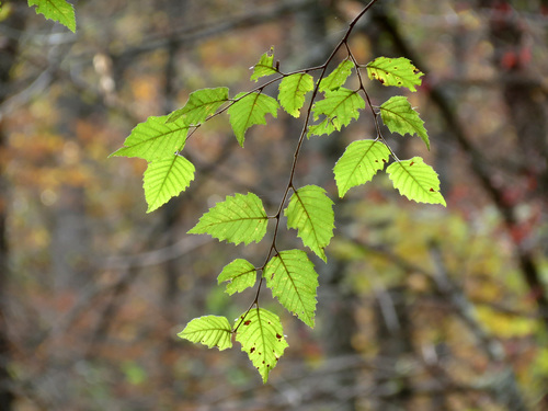 Betula nigra (River Birch) — photo