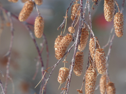 Betula occidentalis (Water birch) — photo