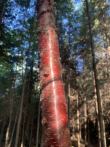 Betula occidentalis (Water birch) — photo