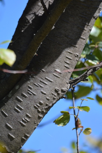 Betula occidentalis
