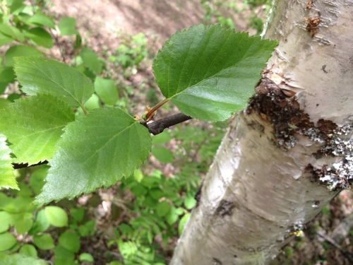 Betula papyrifera (Paper birch) — photo