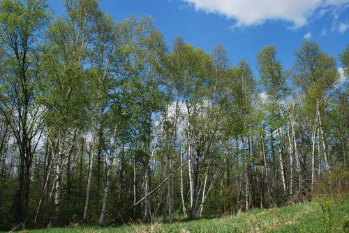 Betula papyrifera (Paper birch) — photo