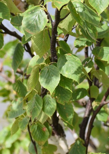 Betula papyrifera