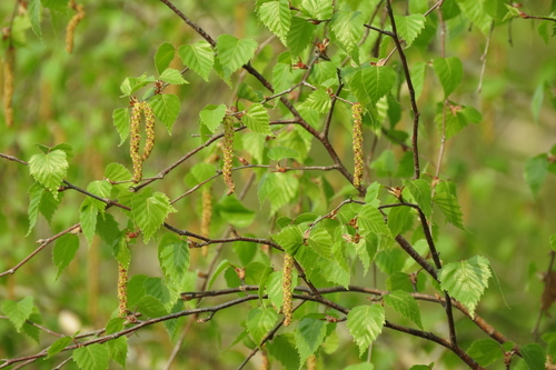 European Birch