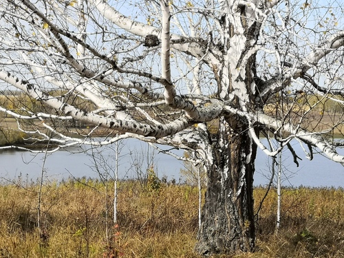 Betula pendula (European Birch) — photo