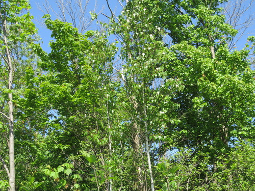 Betula populifolia (Grey birch) — photo