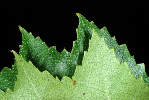Betula populifolia (Grey birch) — photo