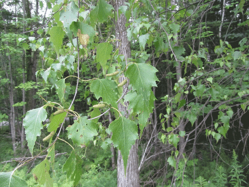 Betula populifolia