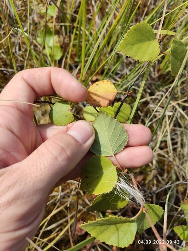 Betula pubescens (White birch) — photo