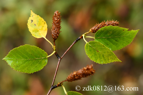 Betula utilis (Himalayan birch) — photo