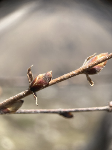 Betula utilis (Himalayan birch) — photo