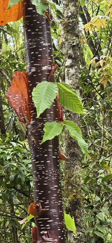 Betula utilis