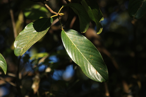 Bhesa indica (Buku-buku) — photo