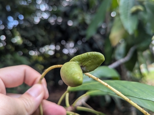 Bhesa robusta — photo