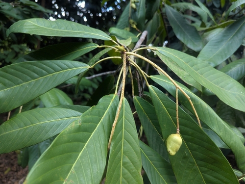 Bhesa robusta — photo