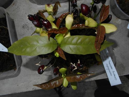 Bhesa robusta
