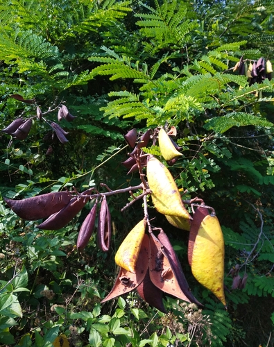 Biancaea sappan (Rainbow wood) — photo