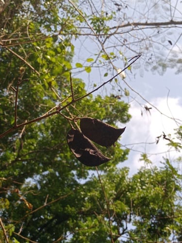 Biancaea sappan (Rainbow wood) — photo