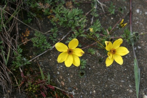 Bidens andicola — photo