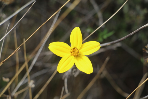 Bidens andicola — photo