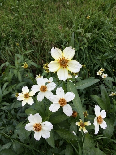 Bidens aurea (Arizona beggarticks) — photo